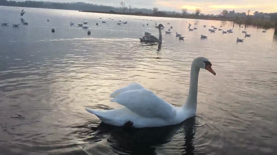 Swans, sunsets, seagulls, lake view