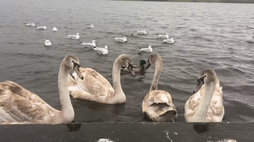 Swans, loughrea, Galway