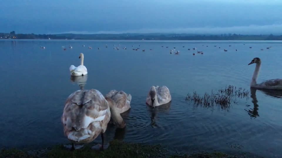 Swans, sunsets, seagulls, lake view