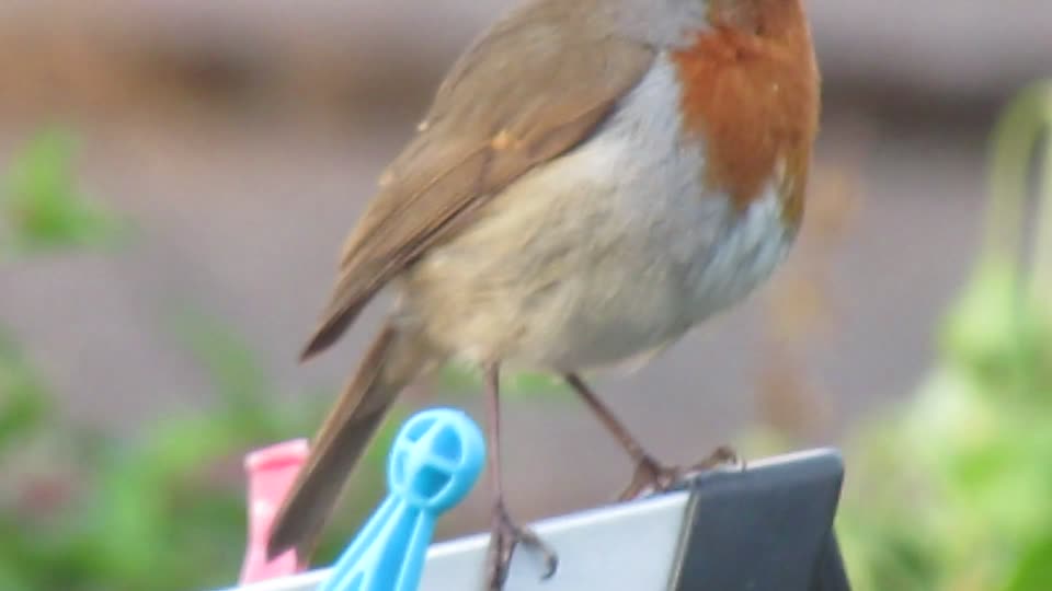 Robins
