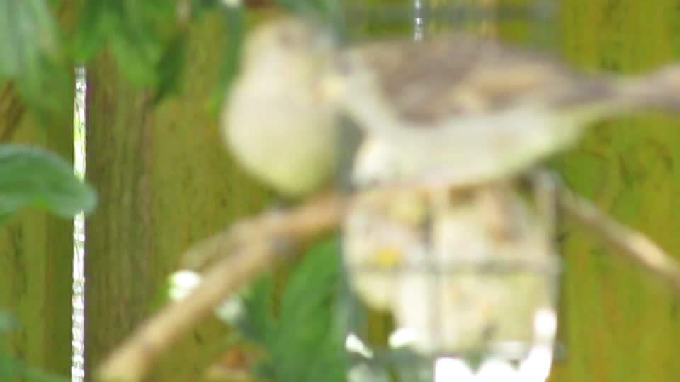 Female House Sparrows