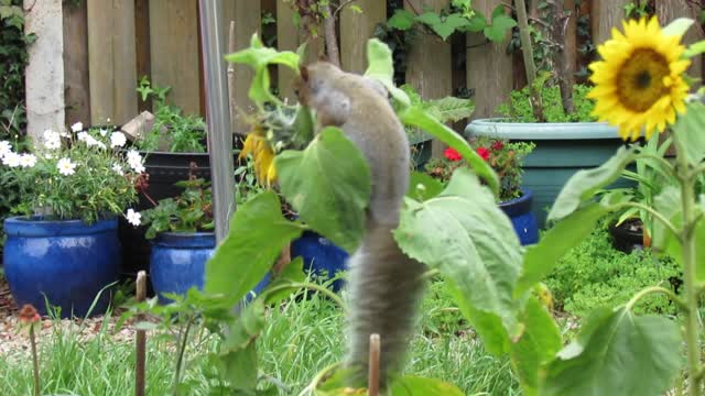 Grey Squirrel