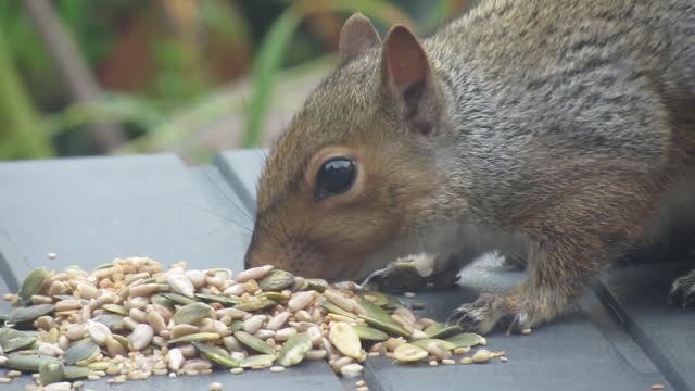 grey squirrel