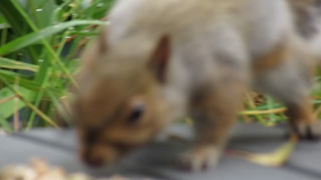grey squirrel