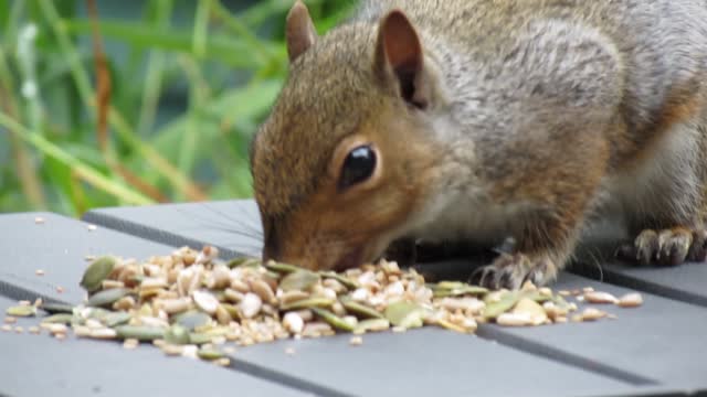grey squirrel