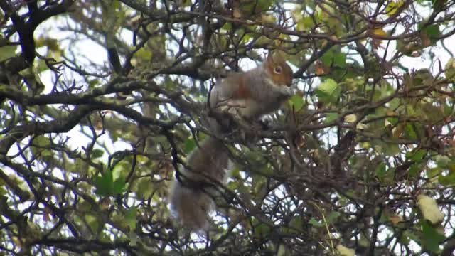Project 365 #325: 211115 He's Got Some Nuts!