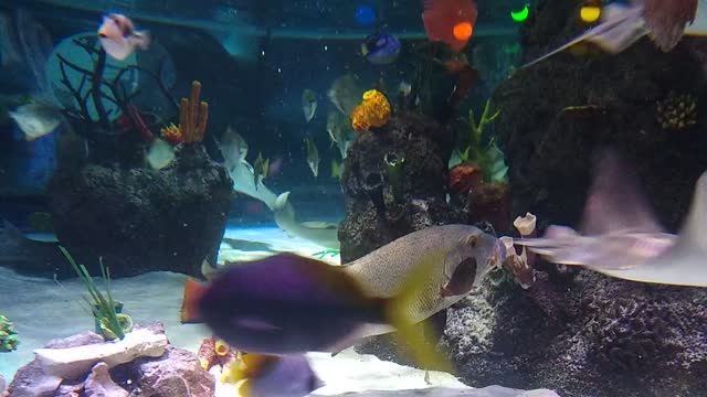 Project 365 #222: 100819 Under The Sea