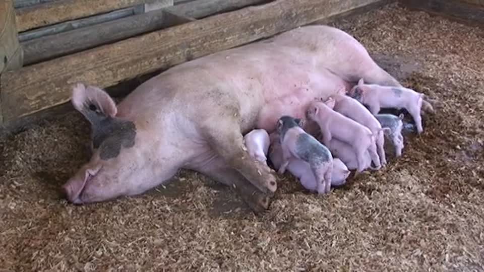 V05 Piggie Feeding