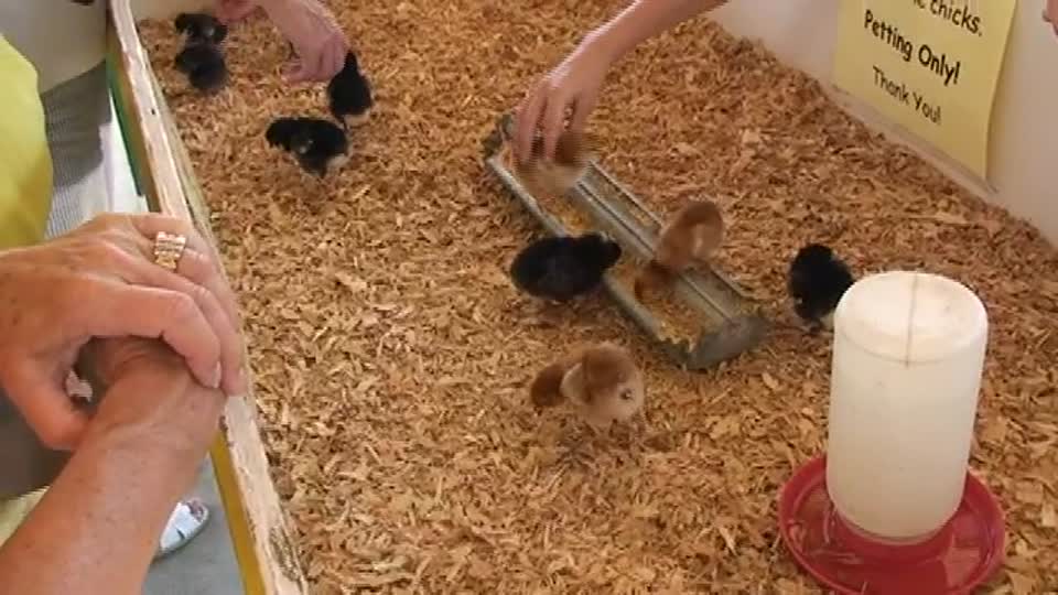 V04 Fair Worker Explaining Chickens' Life