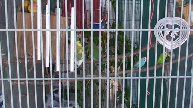 V03 Various Birdies In Another Cage