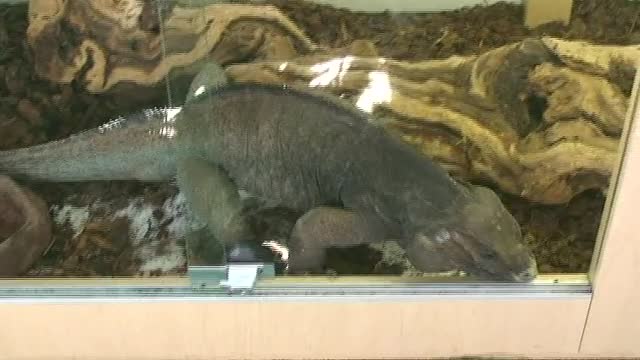 V09 Rhino Iguana