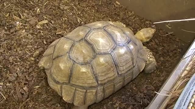 V08 1 Of 2 African Spurred Tortoises
