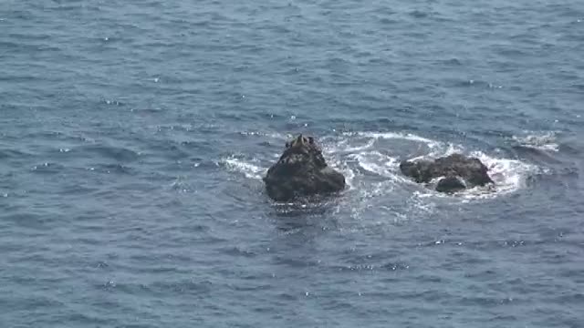 V07 Sea Lions On An Offshore Reef, Point Dume