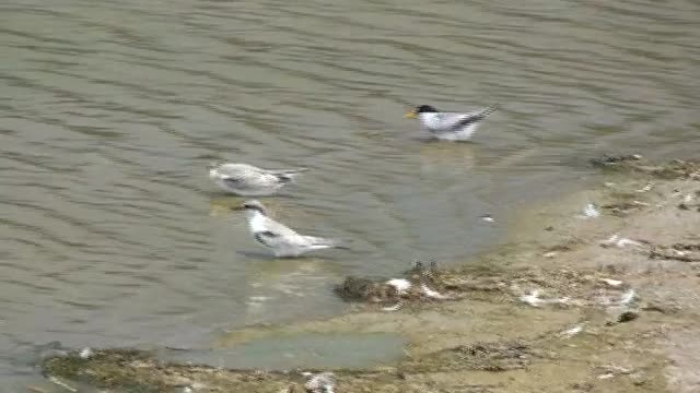 V06 Sanderlings Bathing @ Malibu Lagoon