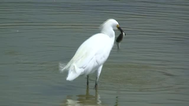 V05 Snowy Egret Swallowing A Fish