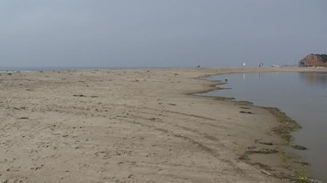 V02 Seabirds @ Malibu Lagoon