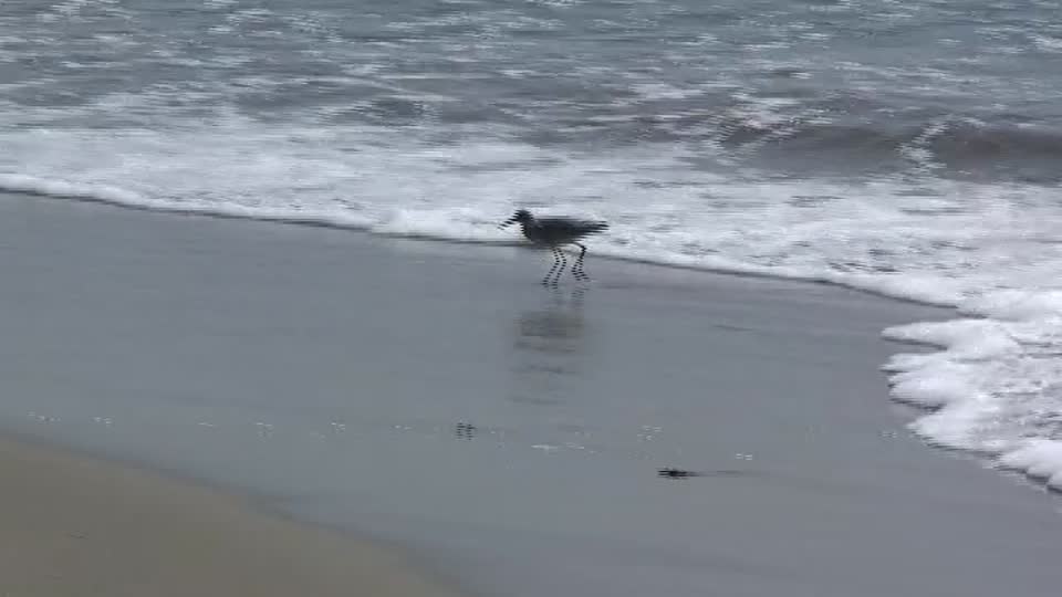 V03 Marbled Godwit Foraging @ Malibu Lagoon Beach (1)