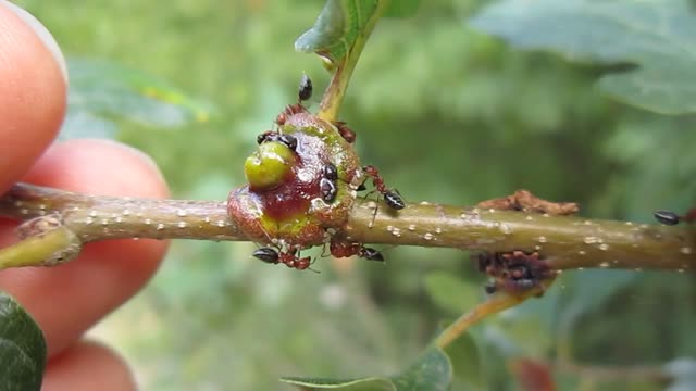 Galls of Andricus mitratus on oak branches with some ants.