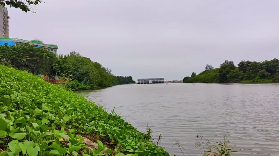 56 - Waterway greenery