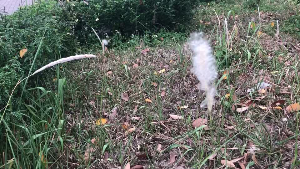 a dancing Cogongrass