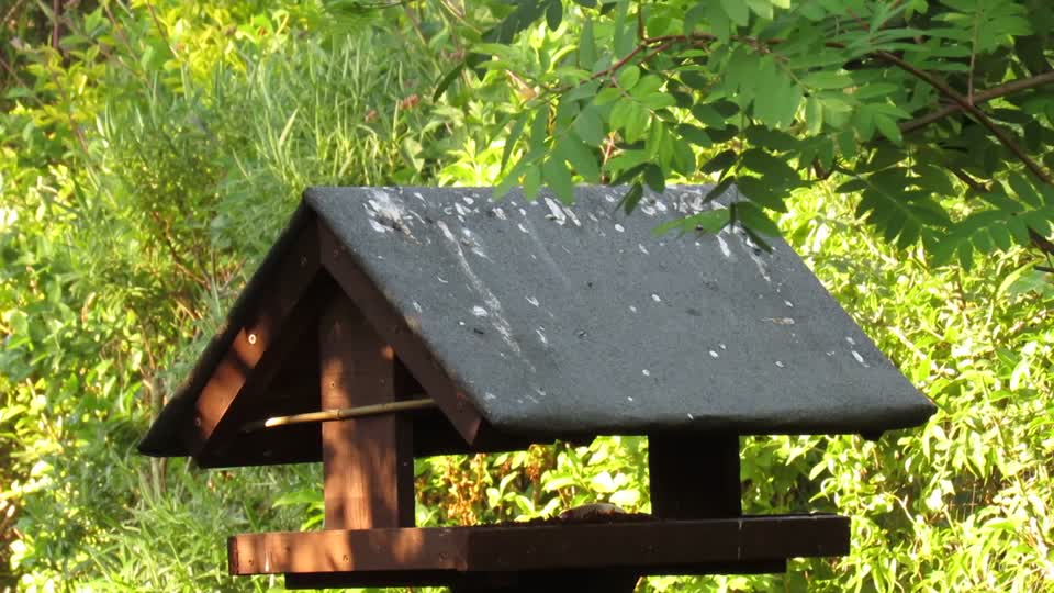 Starlings eating Mealworms on bird table - Suffolk, UK - May 19, 2019