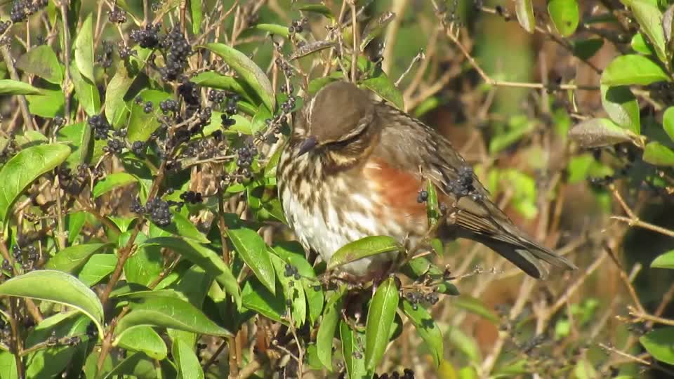 Redwing eating Privet berries - Suffolk, UK - Uploaded on February 13, 2021