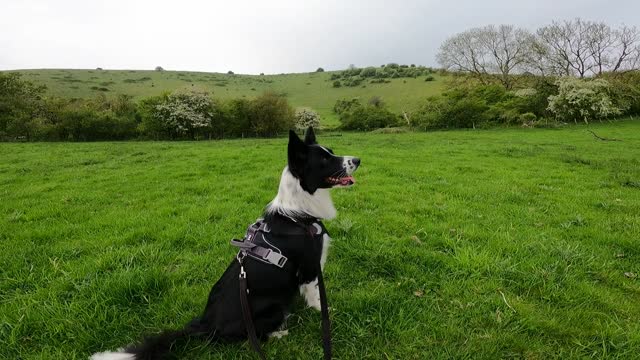 Dog Walking Clip 30s HD