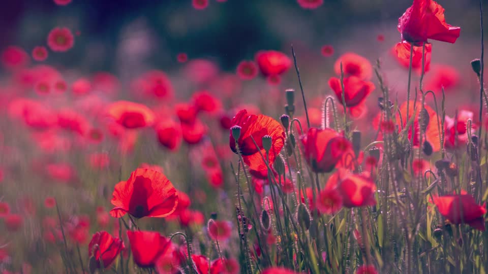 flowers video background