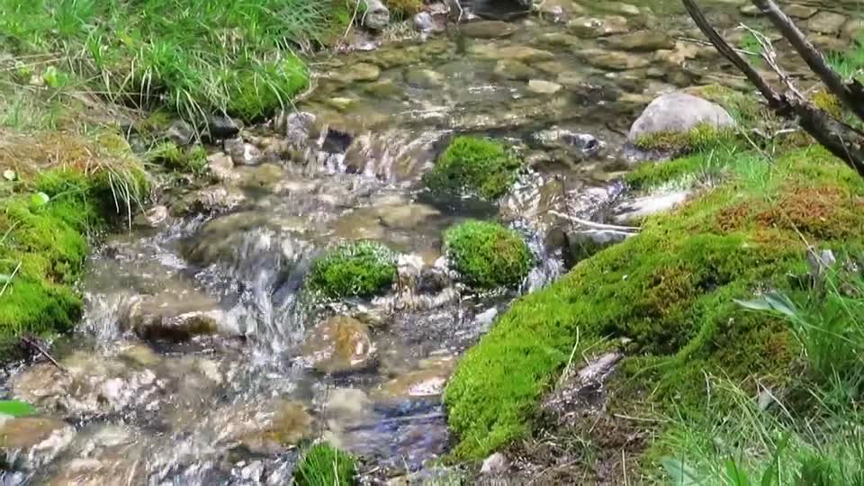 Moss in a mountain stream