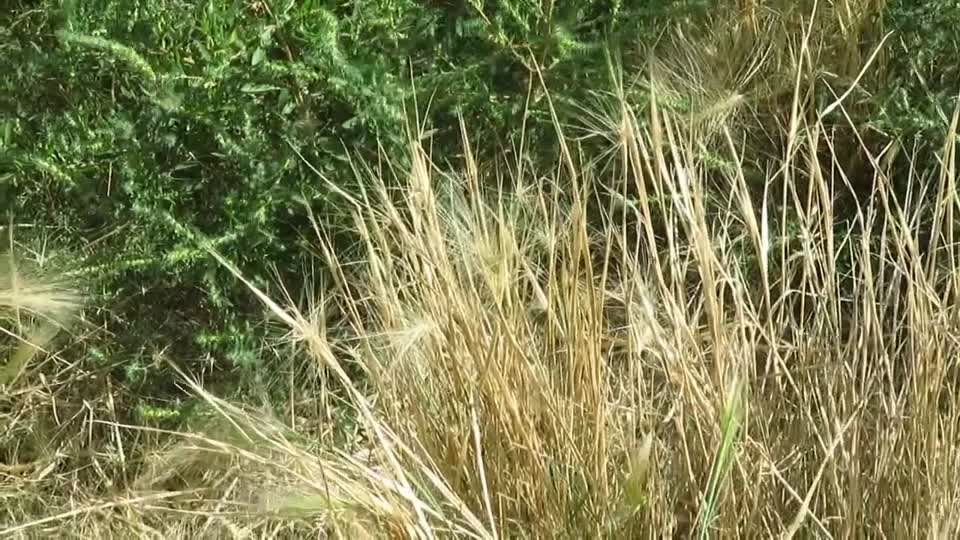 Blowing in the wind