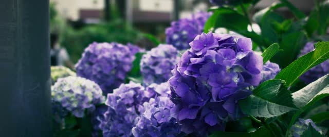 Hydrangea Flowers