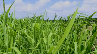 Sorghum Sudan