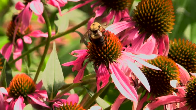 Bee on plant_close up