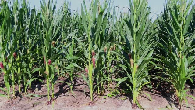 Rows of corn