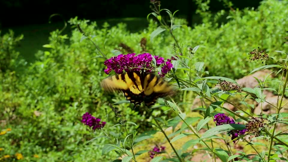 Tiger Swallowtail Butterfly