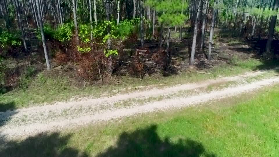 Forest drone footage_one