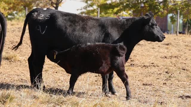 Angus Cow and Calf