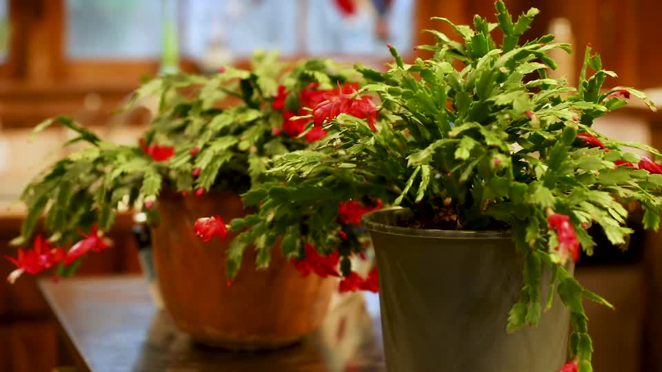 Thanksgiving Cactus (Schlumbergera truncata)