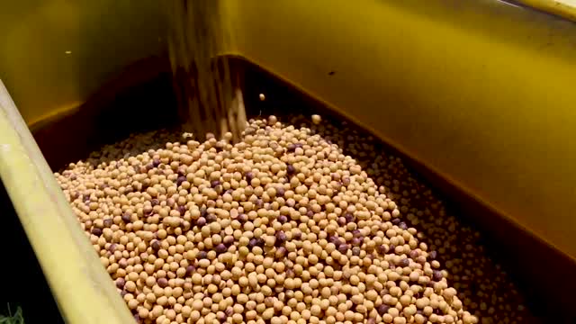 Planting Soybeans_B-Roll Sequence 1
