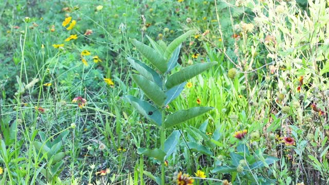 Milkweed