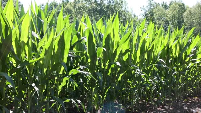 Rows of Corn