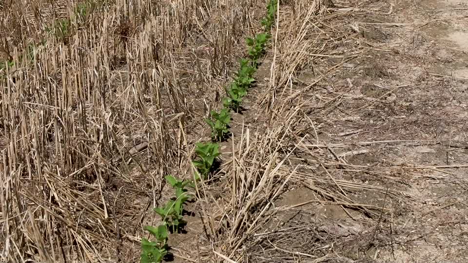 Row of Young Plants Cullars Rotation