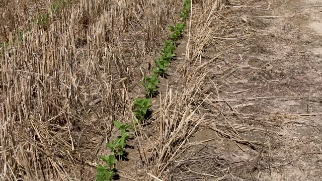 Row of Young Plants Cullars Rotation
