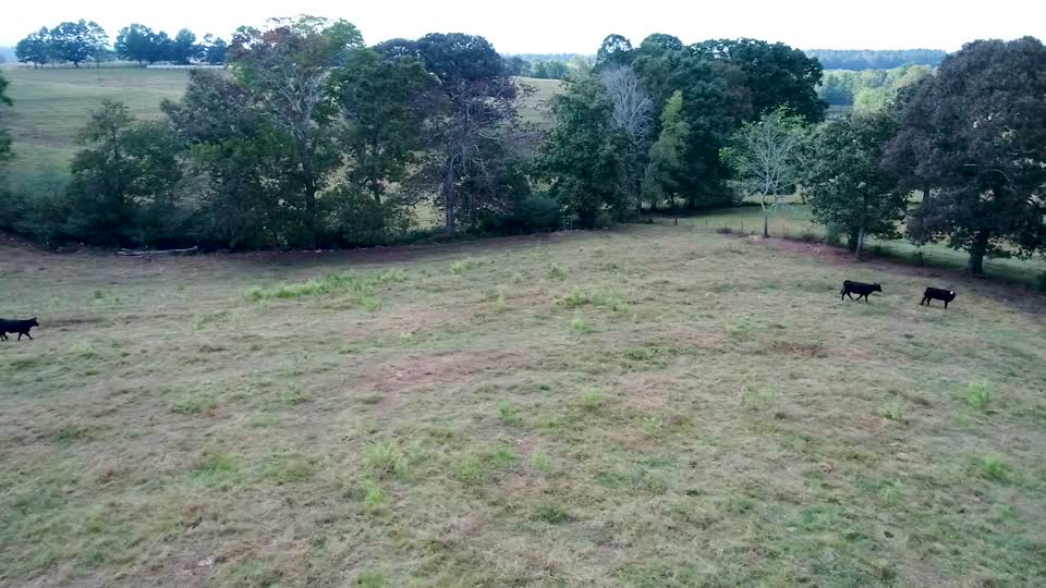Pasture Overlook with Cattle
