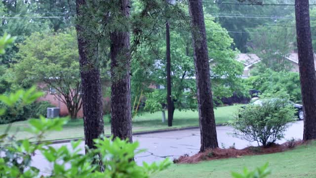 Rainstorm with Pine Trees B-Roll