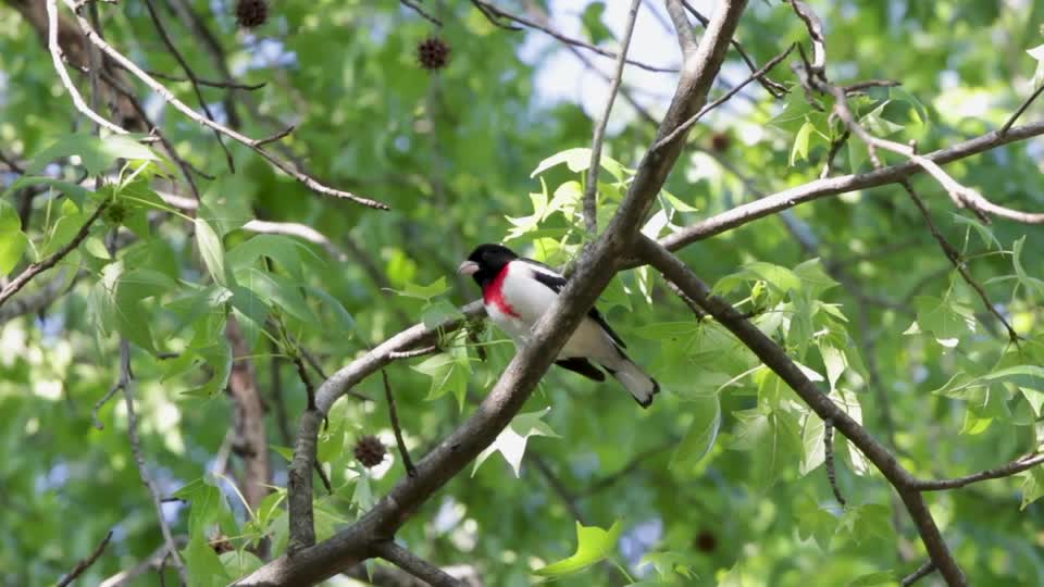 Rose-breasted Grosbeak in Tree