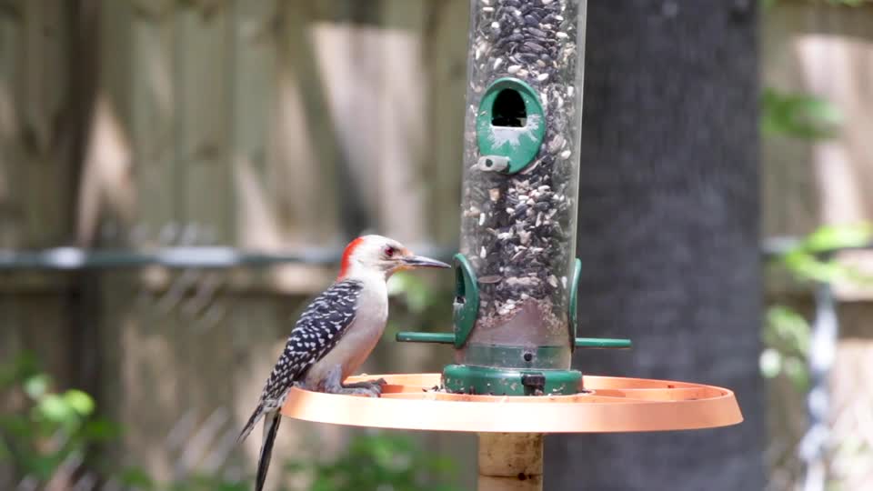 Red-bellied Woodpecker at a Feeder