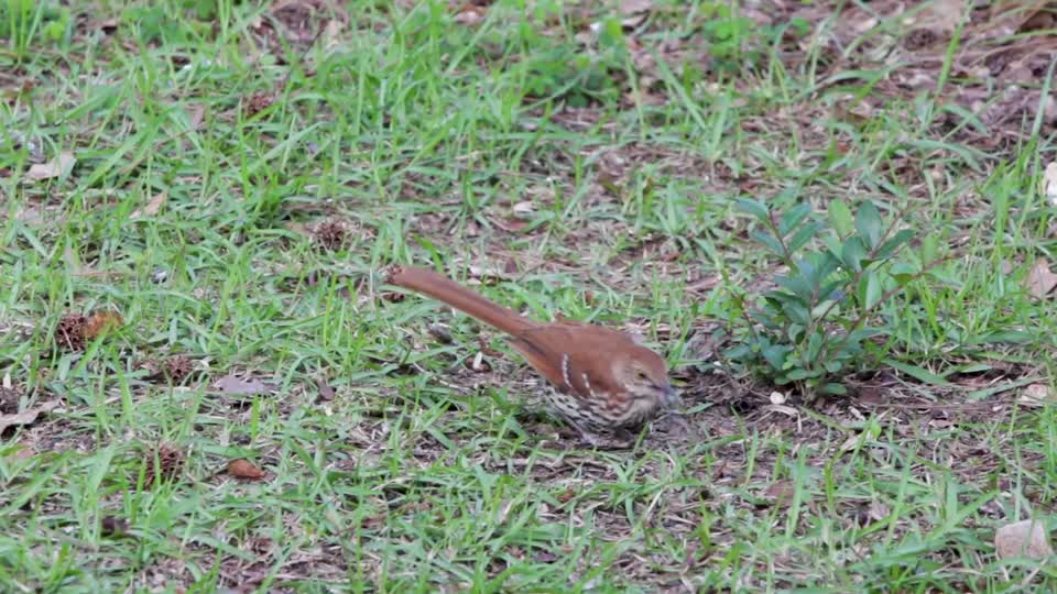 Brown Thrasher on the Ground