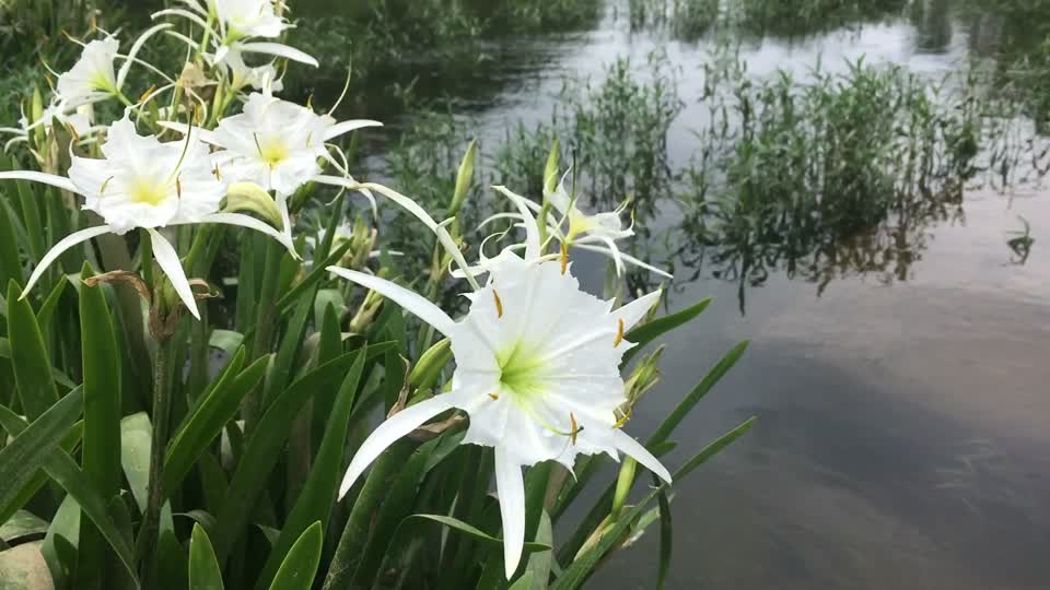 Cahaba Lillies on the Cahaba River