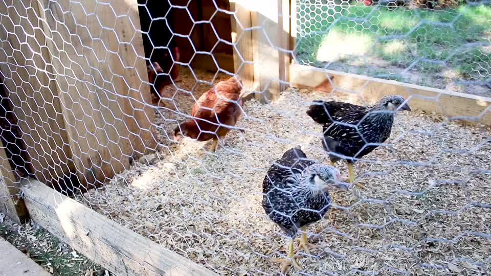 Chickens Outside Coop